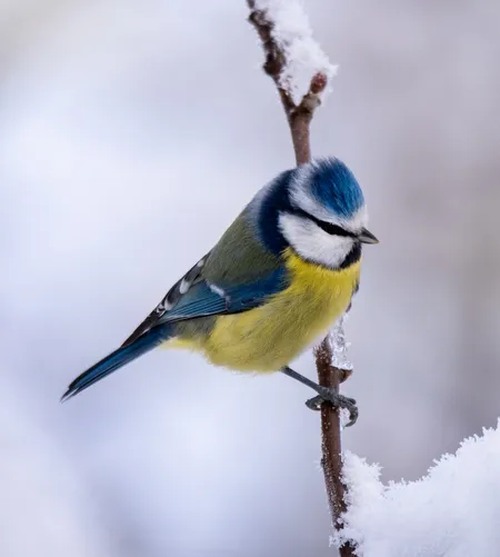 Eurasian Blue Tit ( Cyanistes caeruleus )